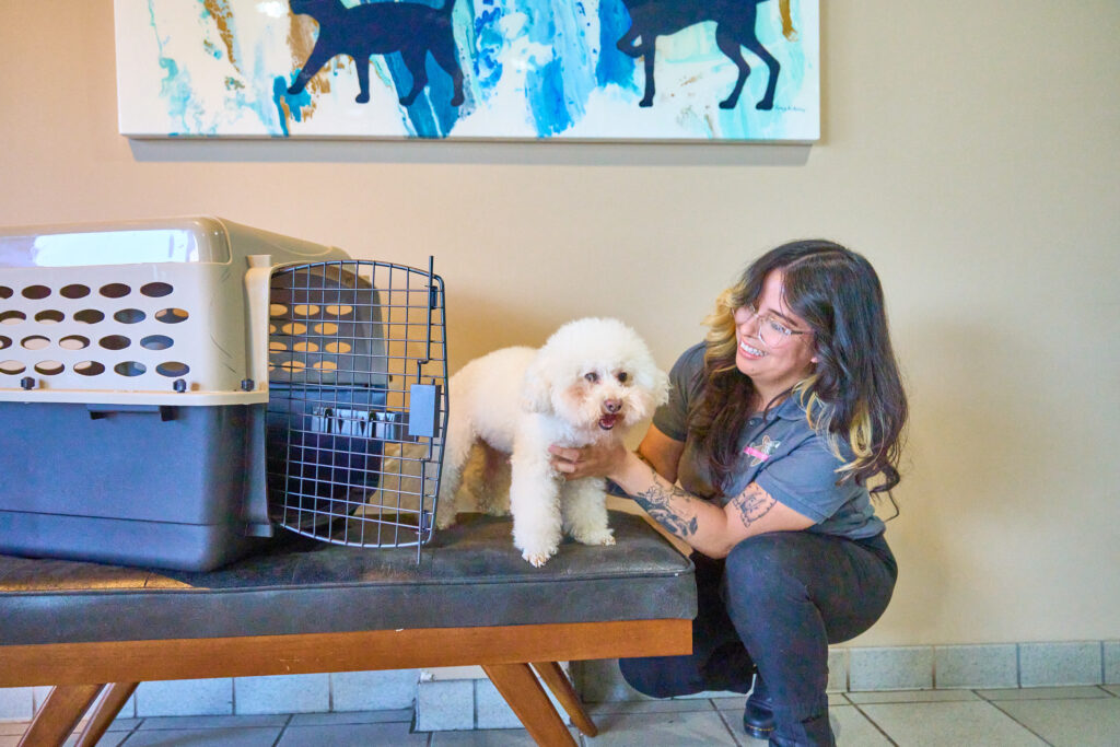 Tailwind Global Pet Employee helping a dog out of a carrier