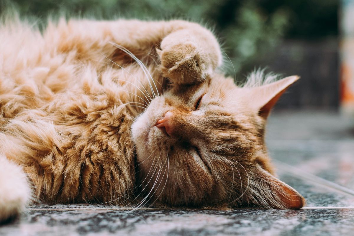 Cat Laying on its back