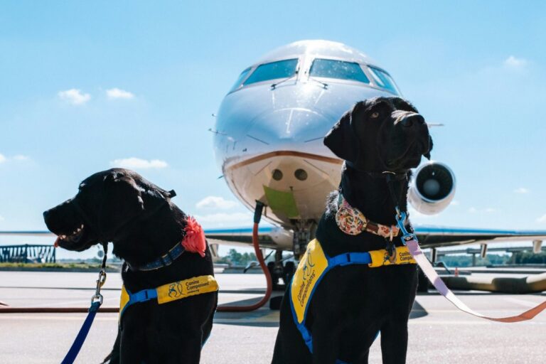 How to Fly With a Dog: A Detailed Guide