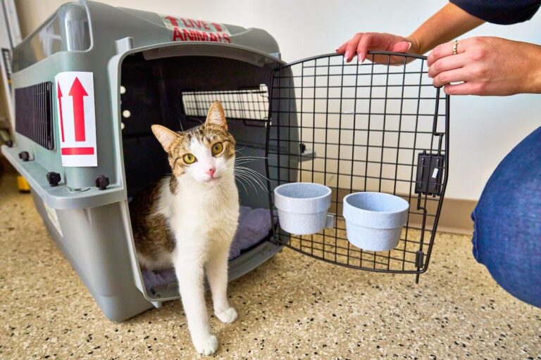 Cat walking out of crate