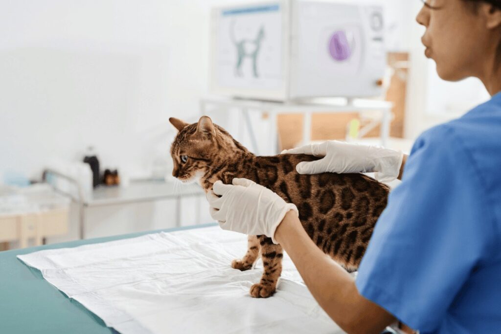 Cat Getting Examined