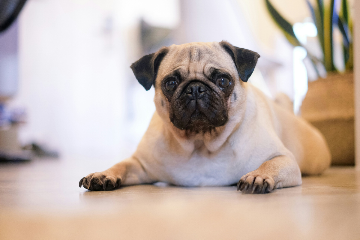 Pug laying down