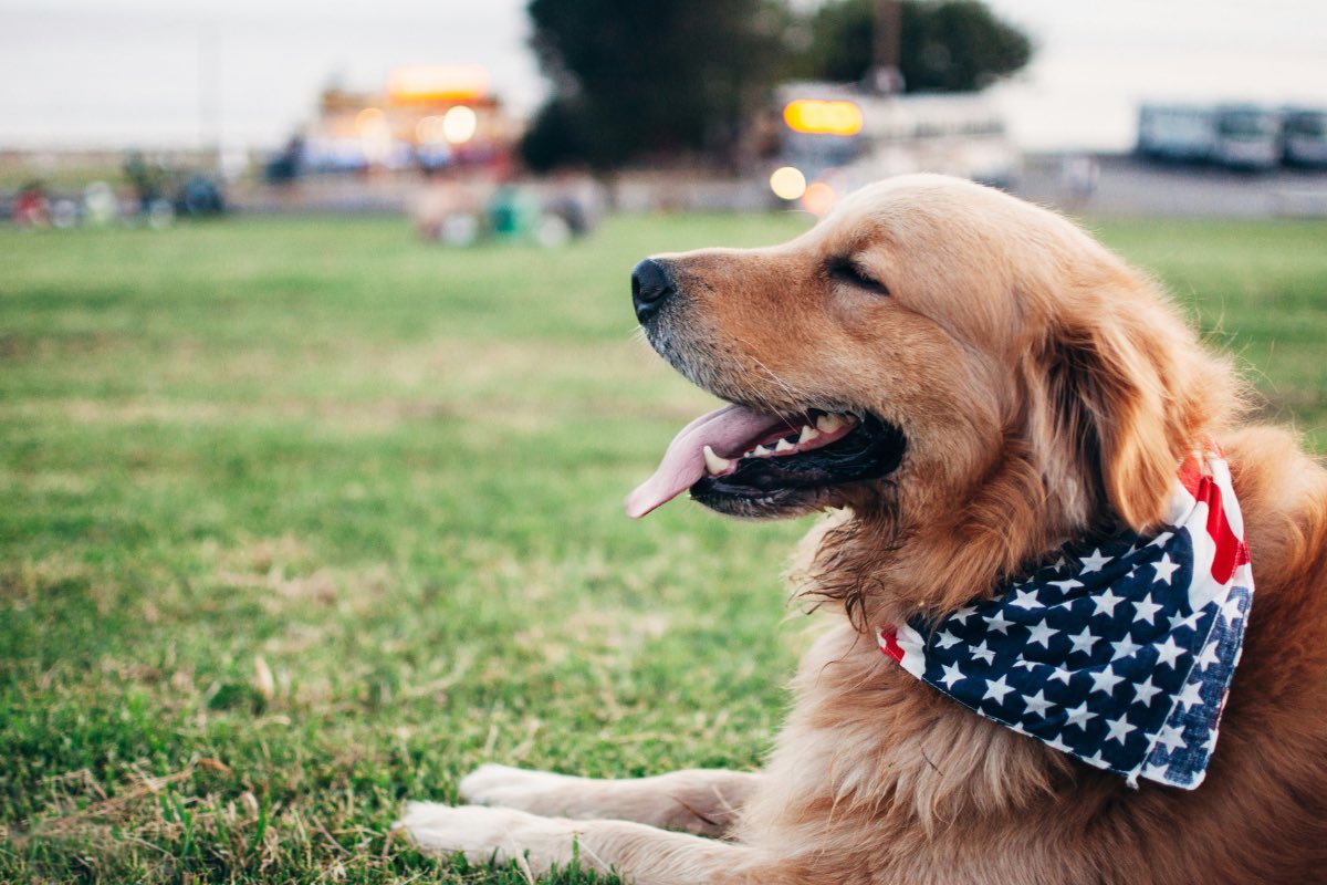 Golden retriever with and American flag bandana