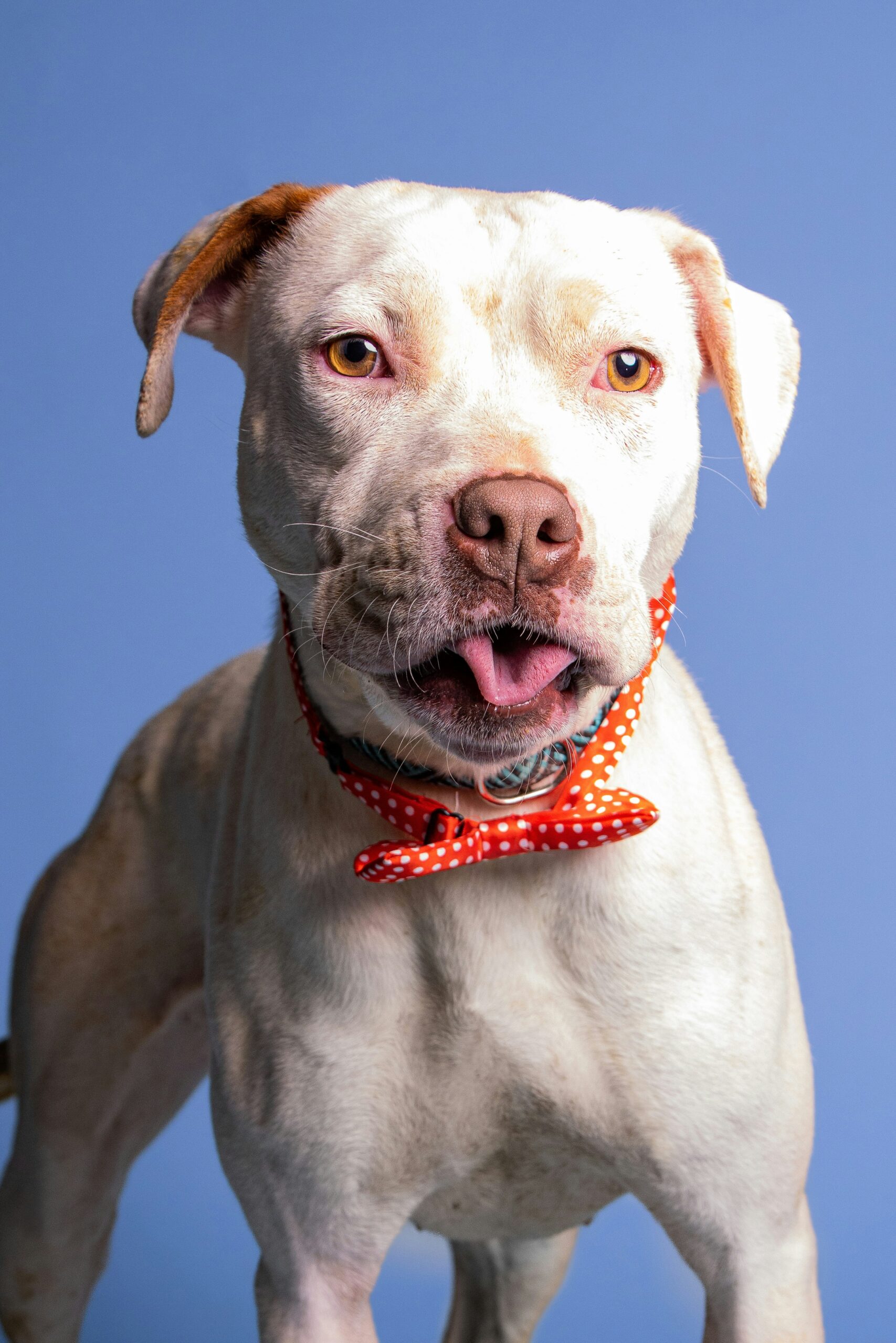 Pit Bull With a blue background and a bow on