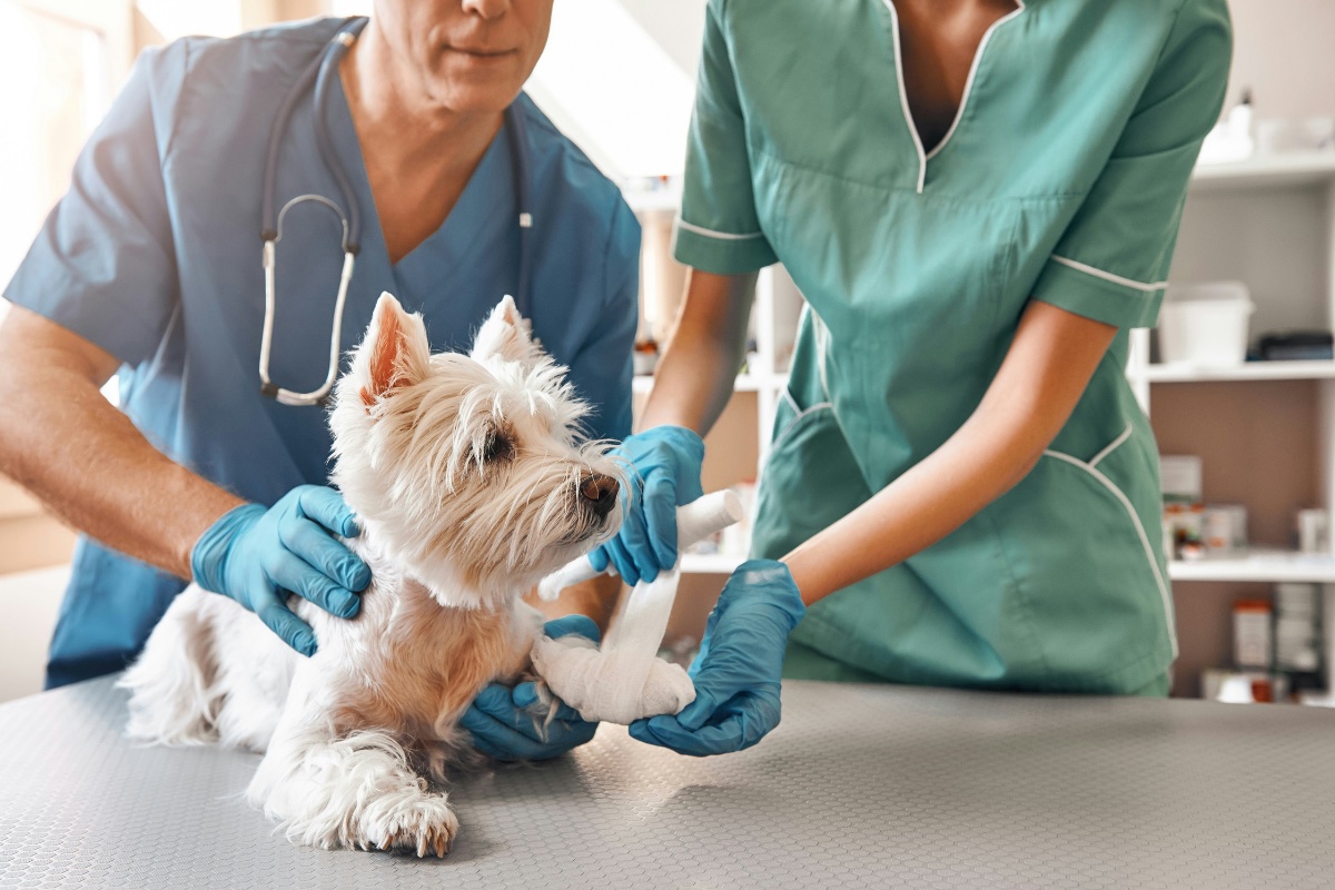 Two doctors taking care of a small dog