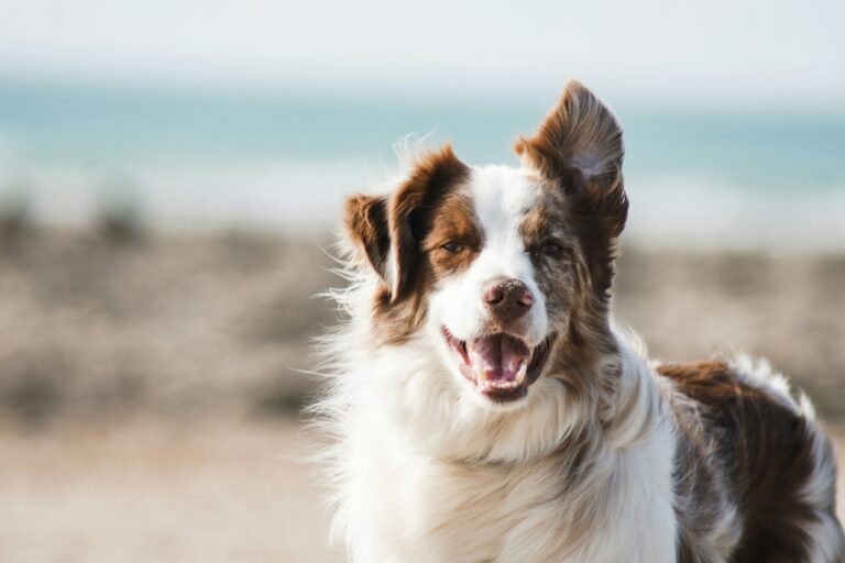 Your Guide to Flying With a Large Dog