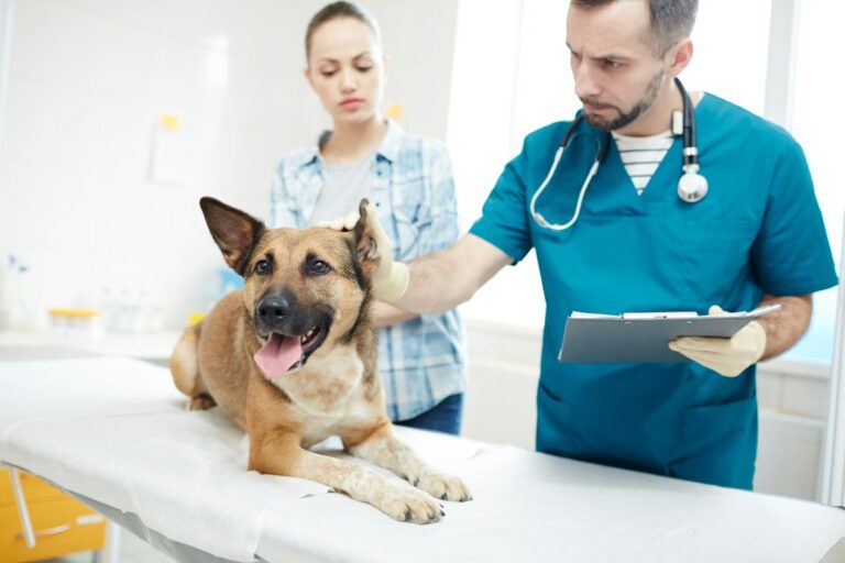 Doctor putting a microchip into a dog