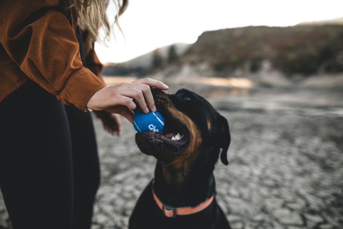 A dog with a ball and owners