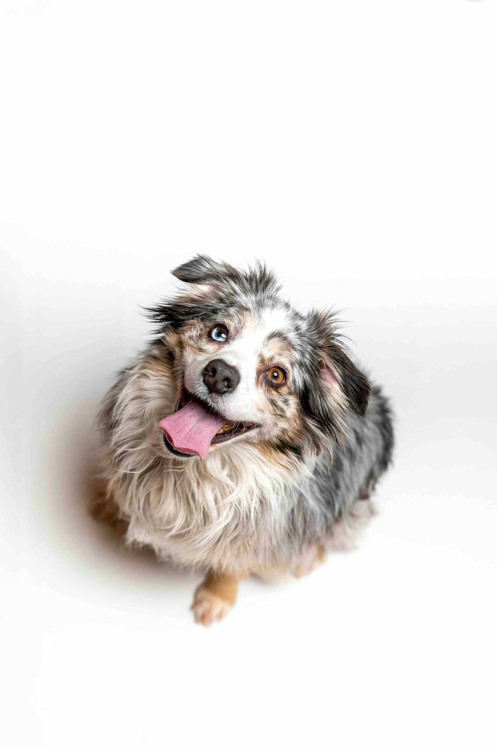 Happy Dog with two different eye colors