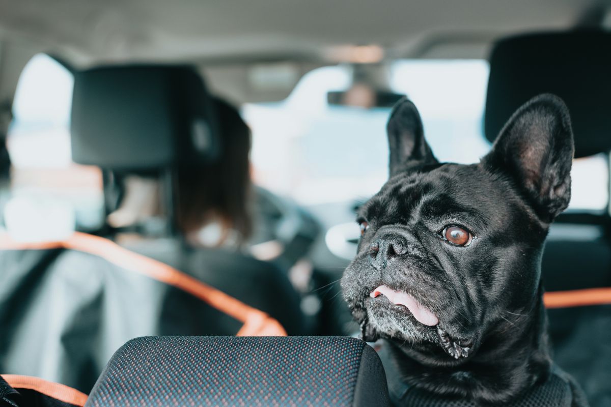 Snub-Nosed Dog
