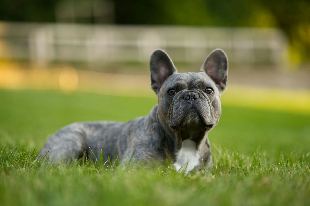 A snub-nosed dog in the grass