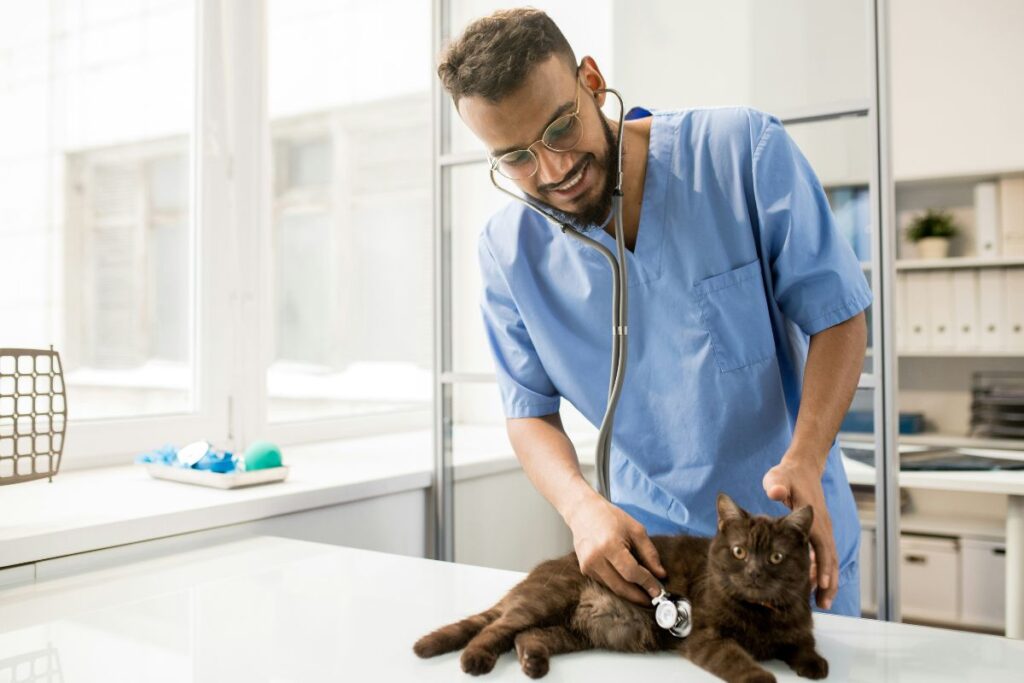 Vet checking out a cat