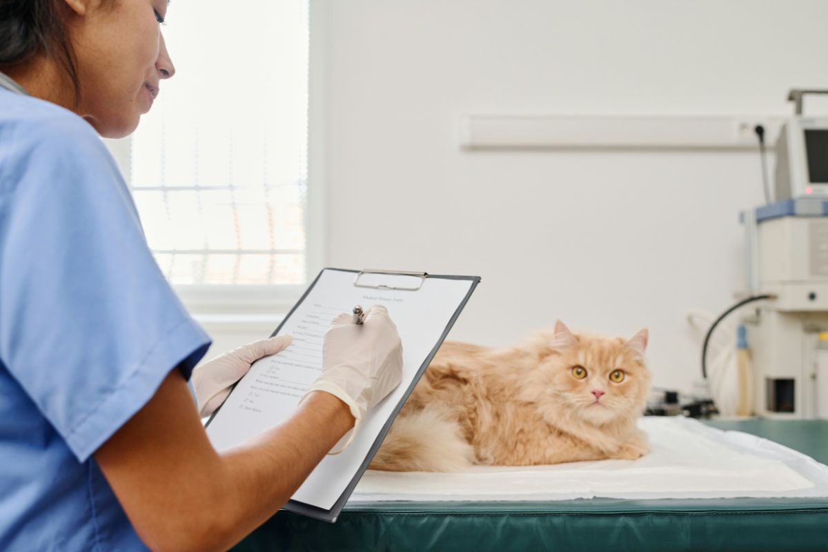 A cat at the vet getting paperwork filled out by a nurse.
